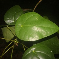 Hernandia nymphaeifolia (C.Presl) Kubitzki